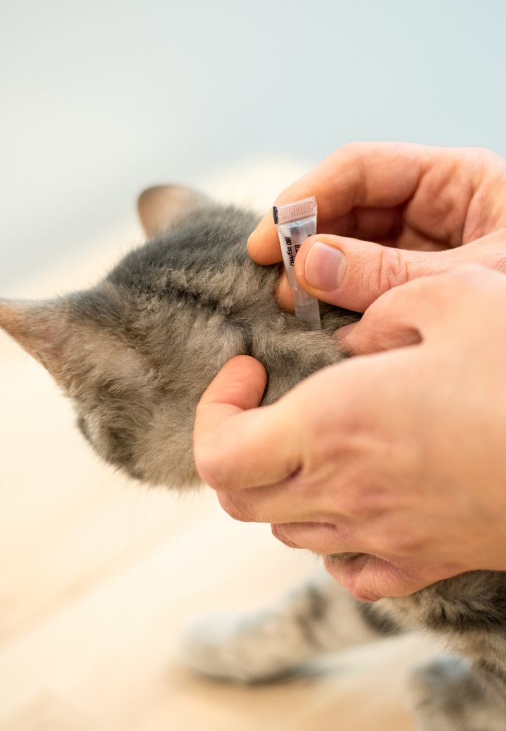 Flea and Tick Prevention Tips from a Veterinarian in St. Charles